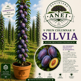 Prun Columnar  Silvia