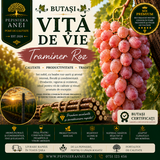 Butași Viță de Vie – Traminer Roz