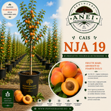Cais – NJA 19