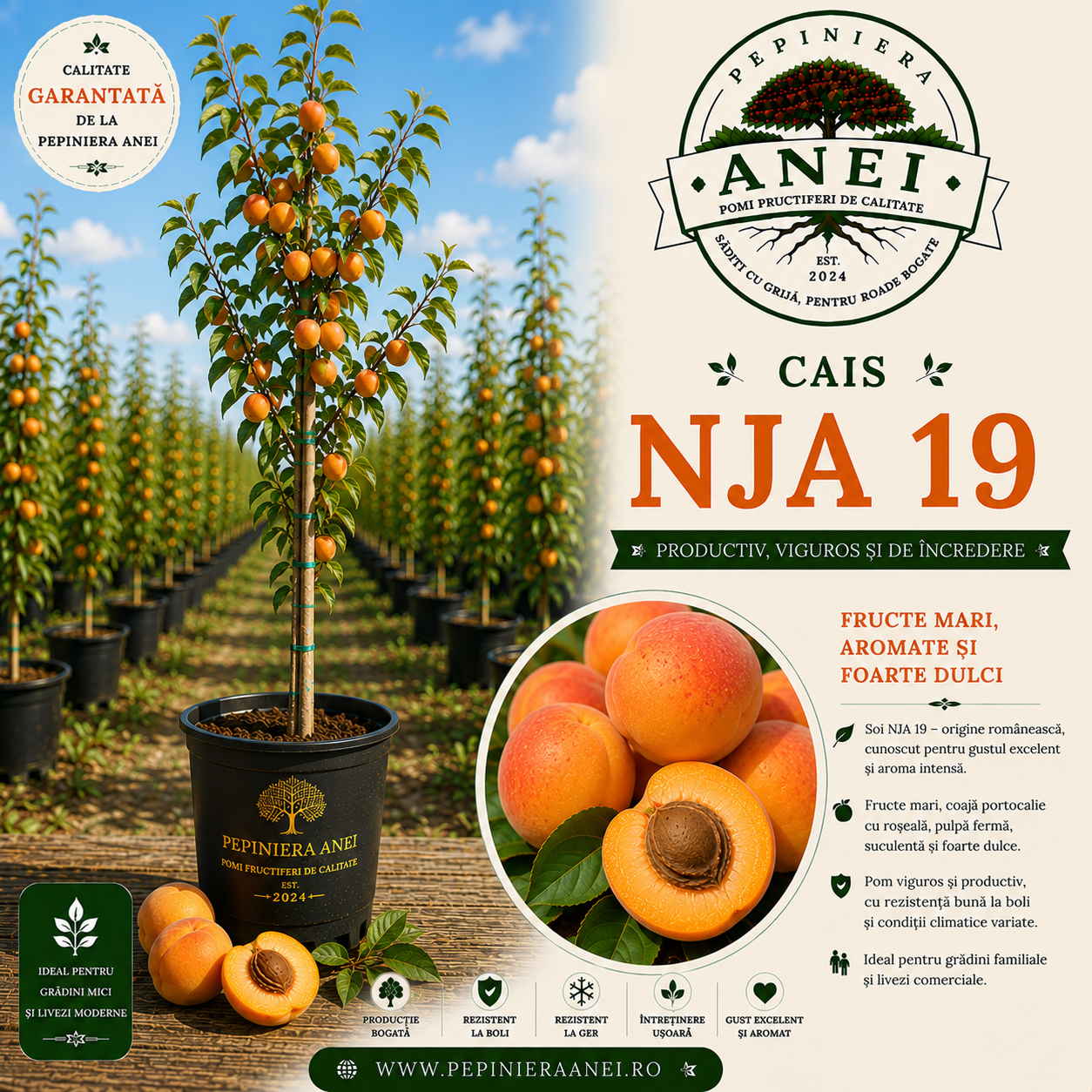 Cais – NJA 19