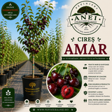 Cireș – Amar