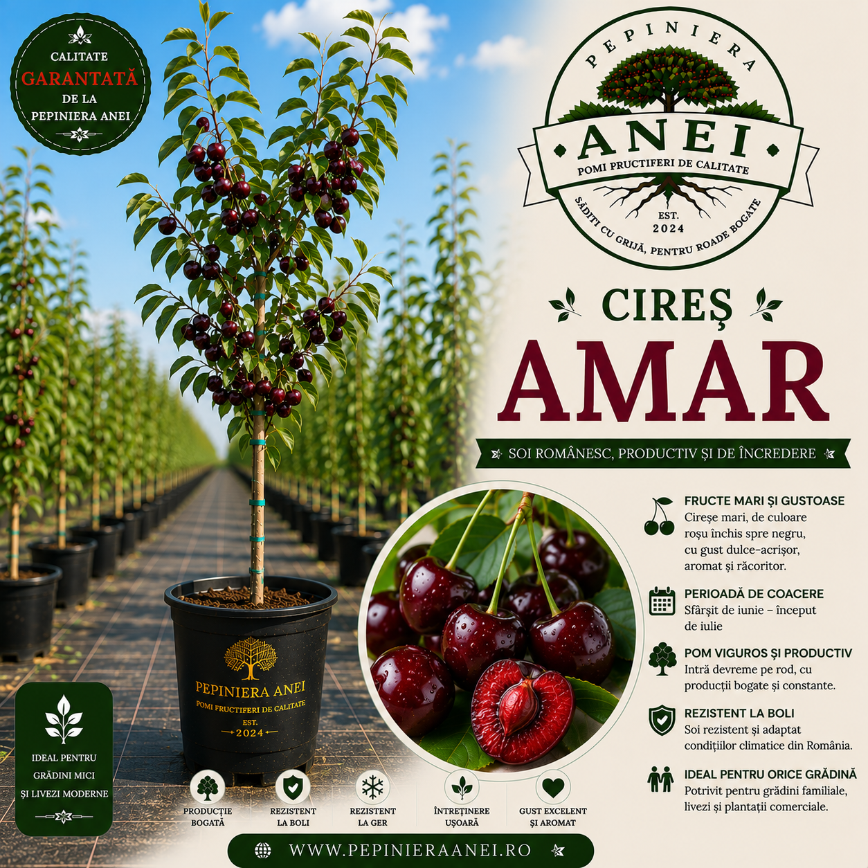 Cireș – Amar