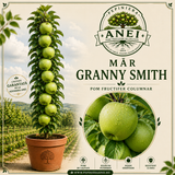 Mar Granny Smith
