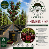 Cires Germersdorf