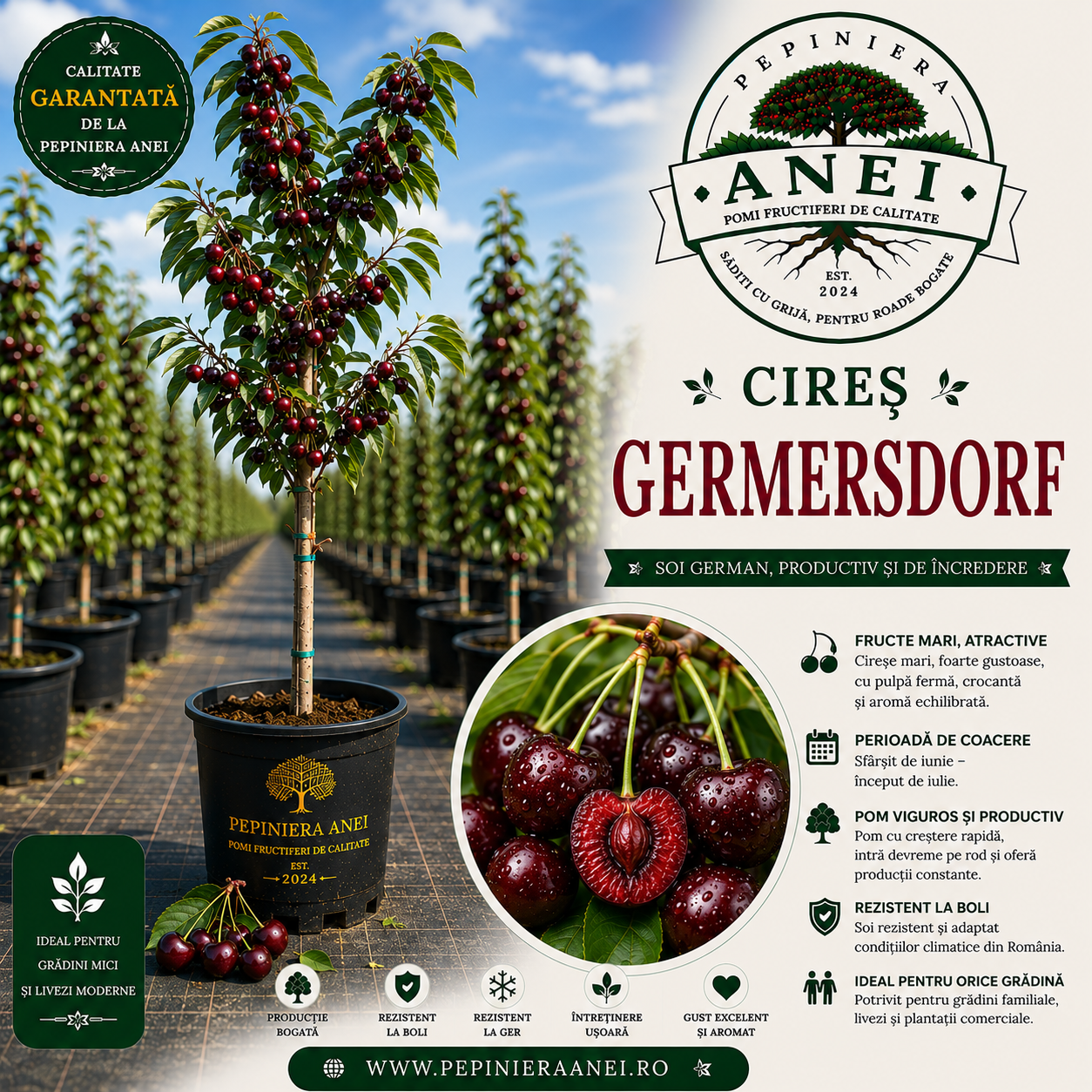 Cires Germersdorf