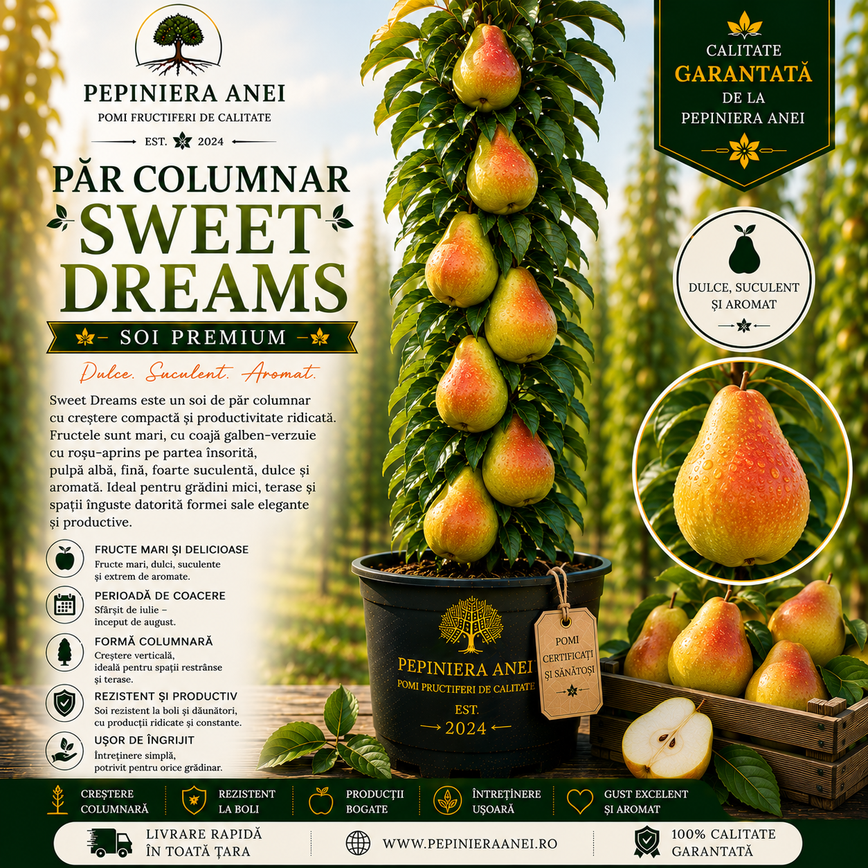 Par Columnar Sweet Dreams