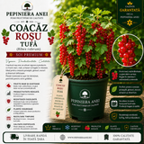 Coacăz Roșu Tufă (Ribes rubrum)