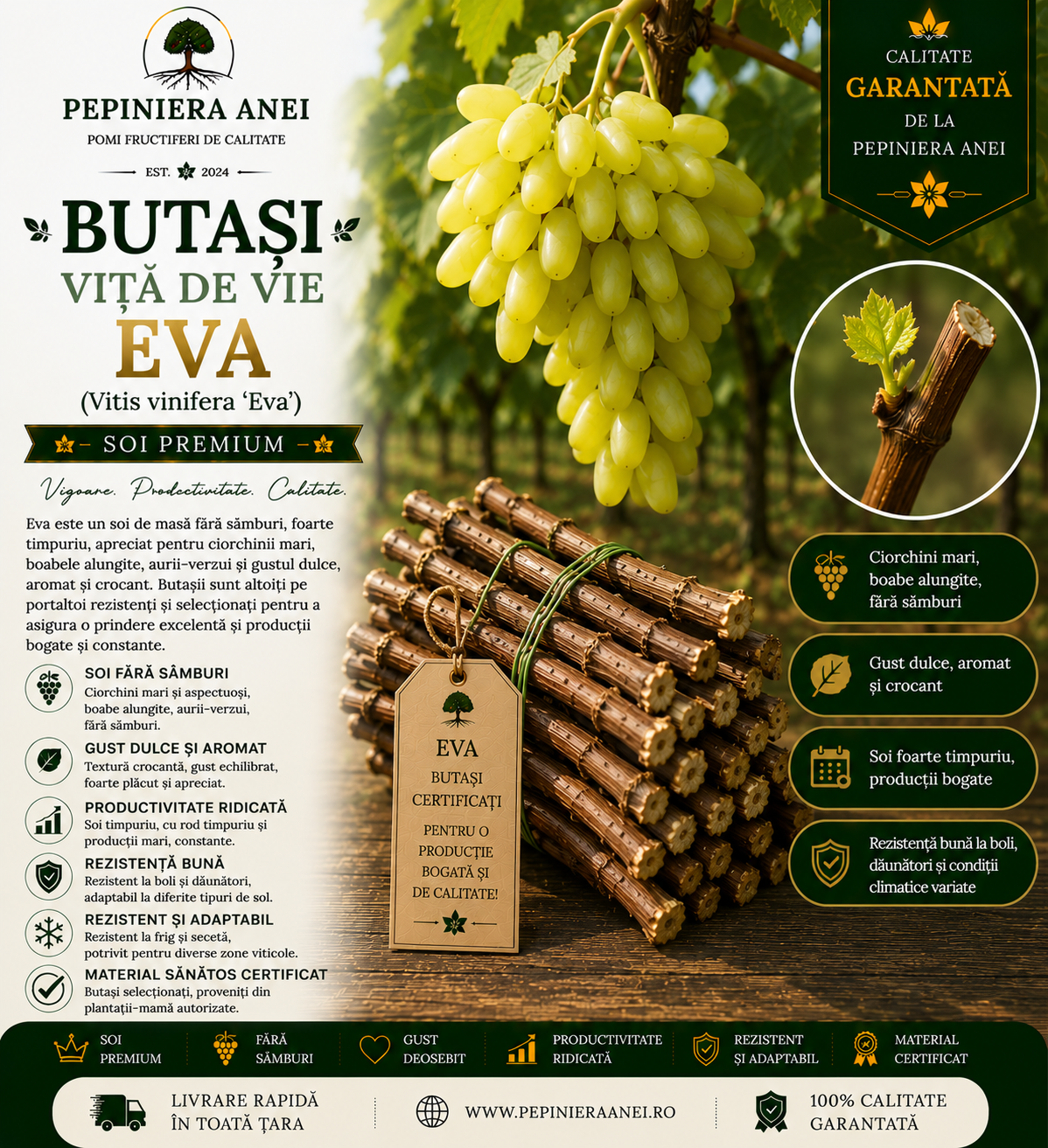 Butași Viță de Vie Eva (Vitis vinifera 'Eva')