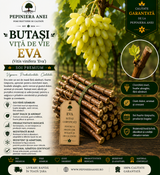 Butași Viță de Vie Eva (Vitis vinifera 'Eva')