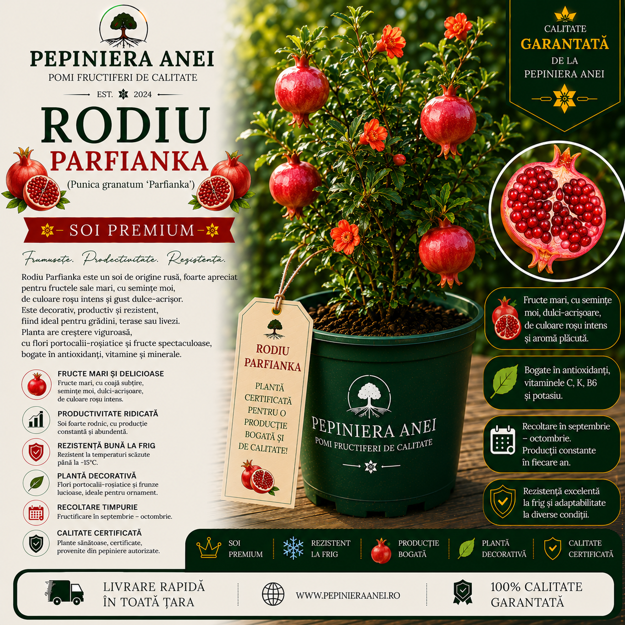Rodiu Parfianka (Punica granatum 'Parfianka')