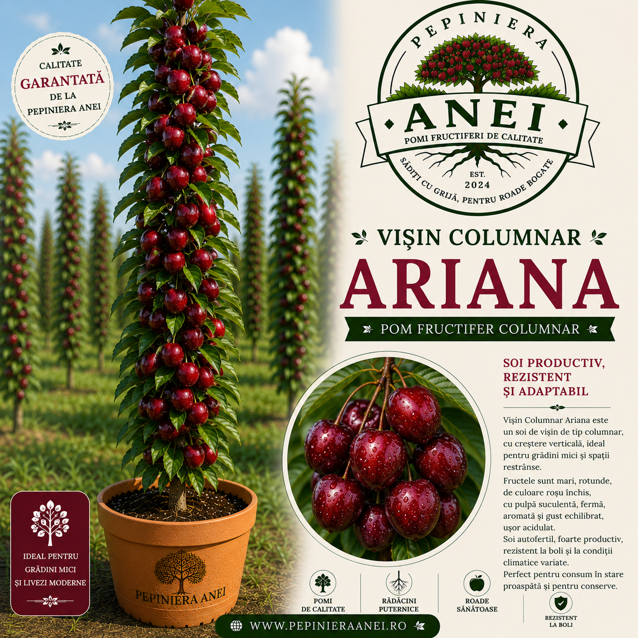 Vișin Columnar – Ariana