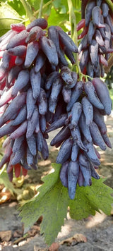 Butași Viță de Vie Halloween (Vitis vinifera 'Halloween')
