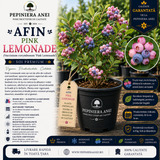 Afin Pink Lemonade (Vaccinium corymbosum 'Pink Lemonade')