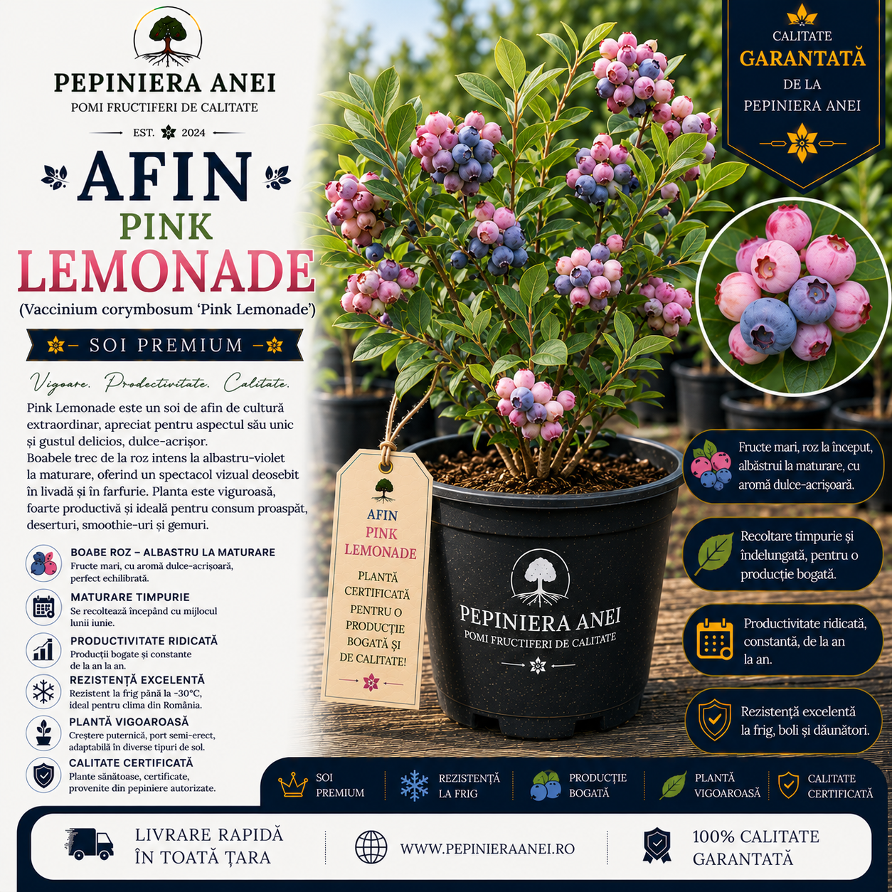 Afin Pink Lemonade (Vaccinium corymbosum 'Pink Lemonade')