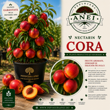 Nectarin – Cora