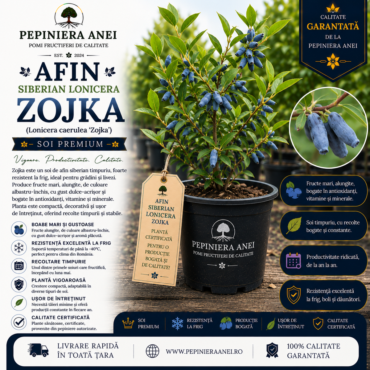 Afin Siberian Lonicera Zojka (Lonicera caerulea 'Zojka')