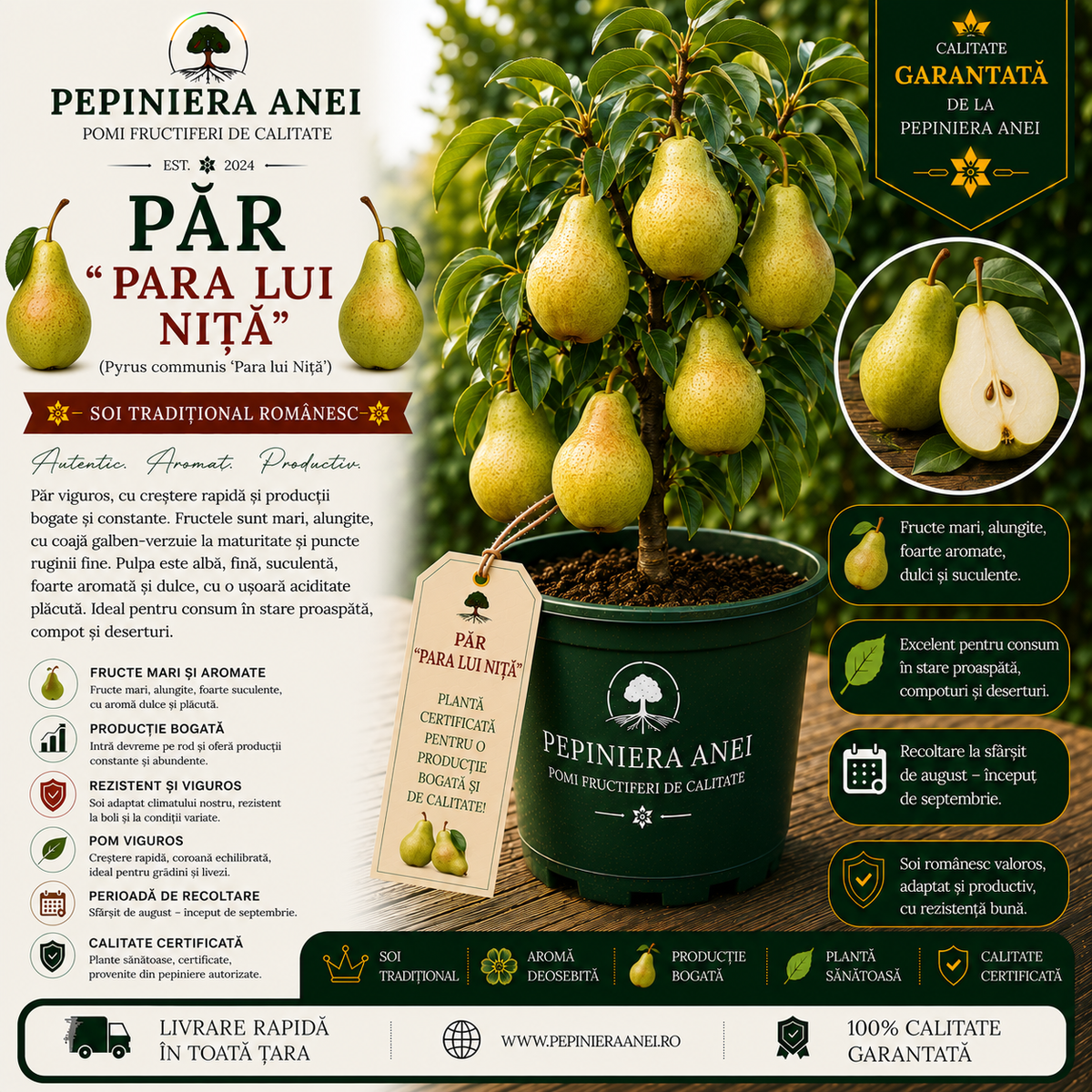 PĂR " PARA LUI NIȚĂ "