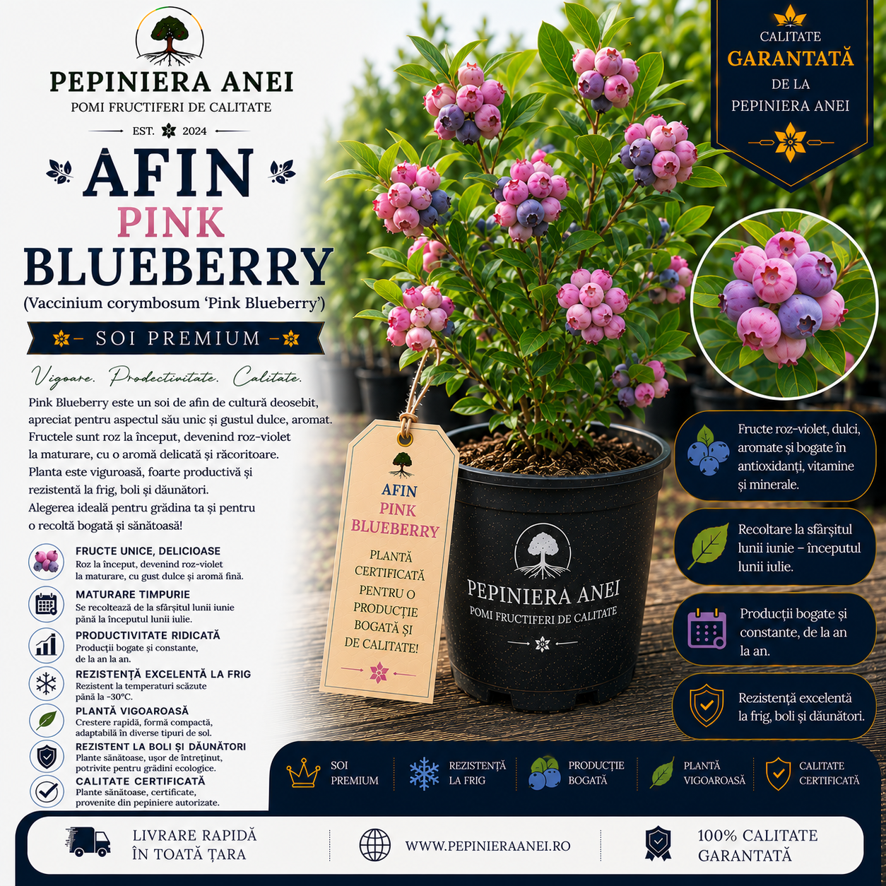 Afin Pink Blueberry (Vaccinium corymbosum 'Pink Blueberry')