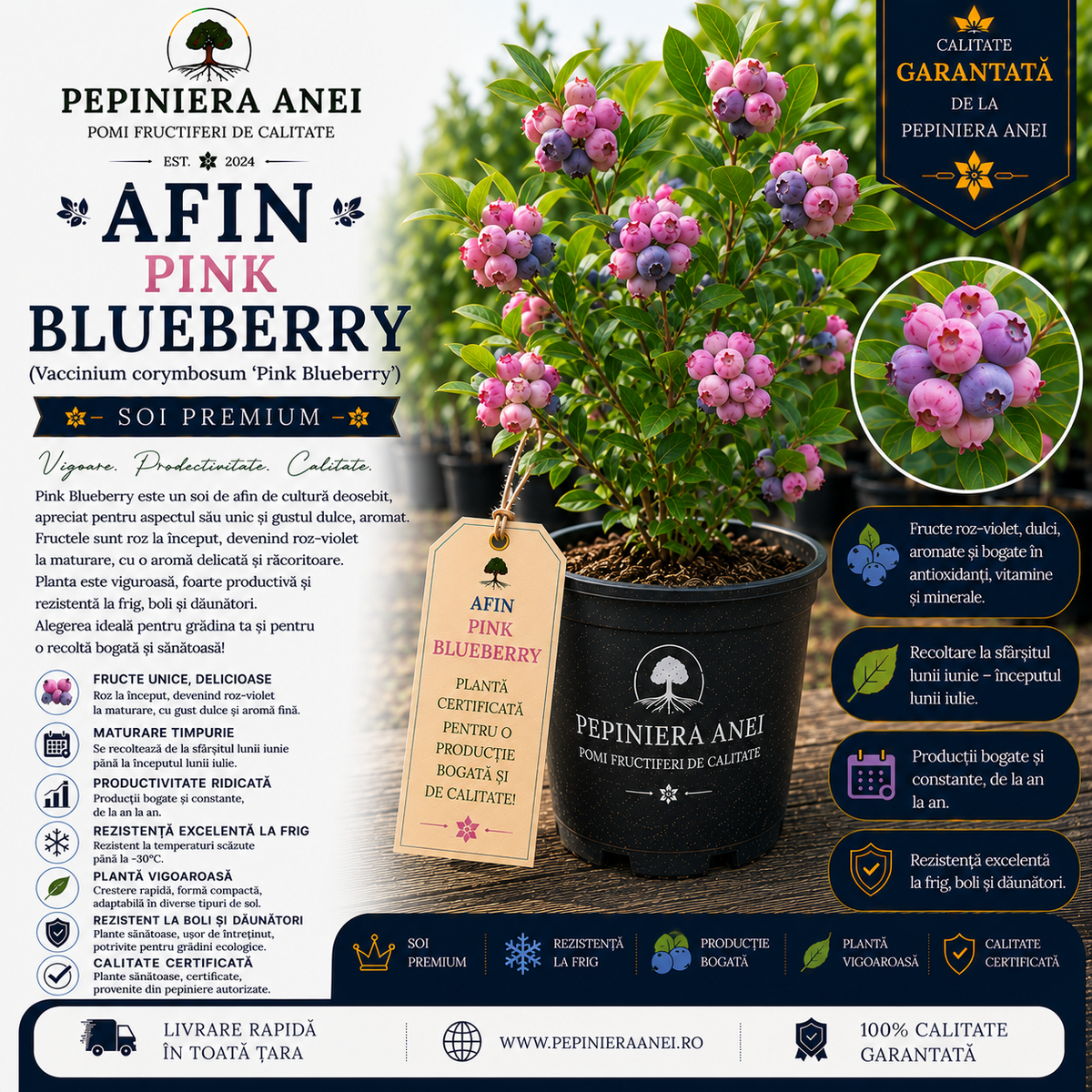 Afin Pink Blueberry (Vaccinium corymbosum 'Pink Blueberry')