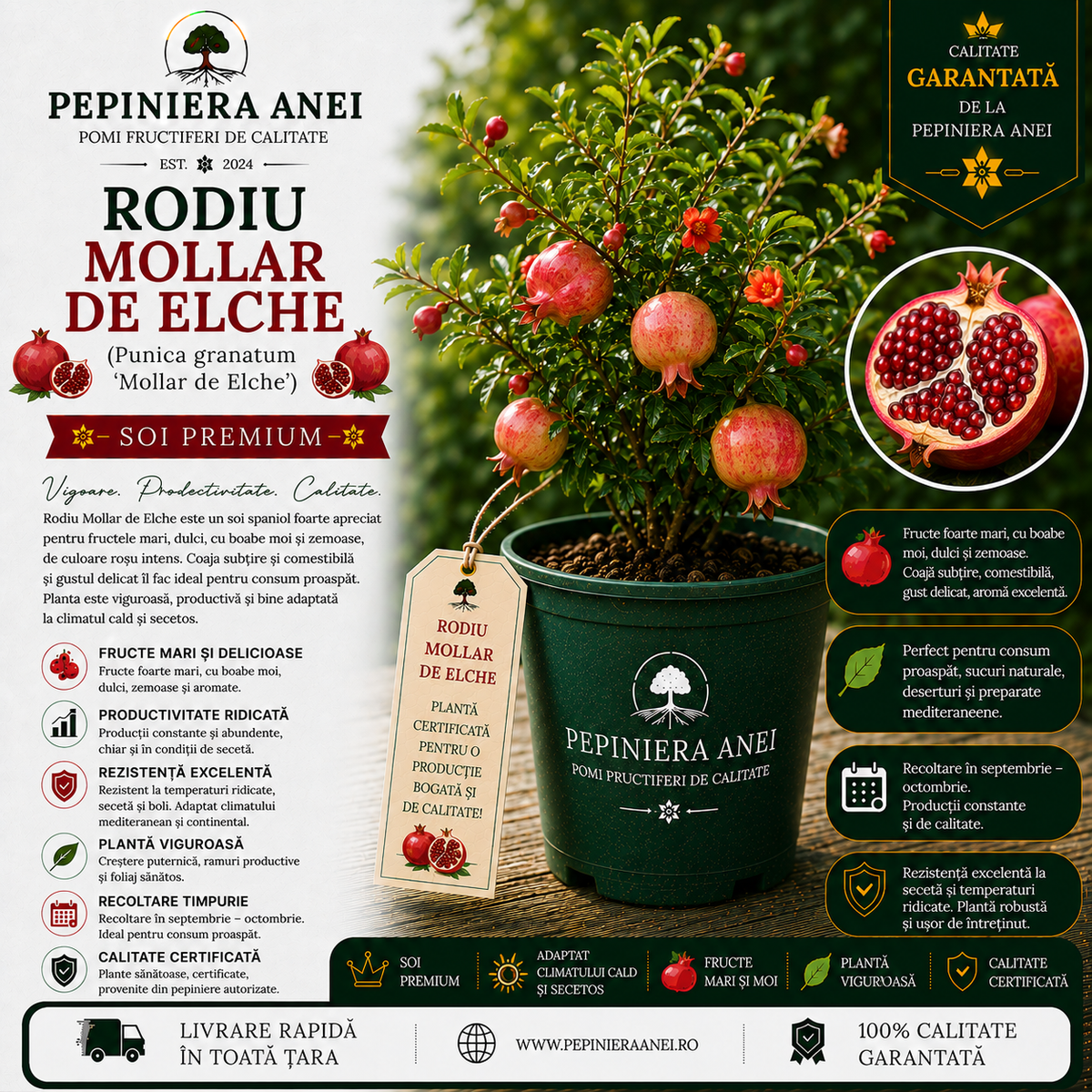 Rodiu Mollar de Elche (Punica granatum 'Mollar de Elche')