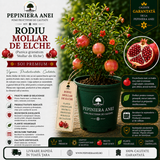 Rodiu Mollar de Elche (Punica granatum 'Mollar de Elche')