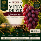 Butași Viță de Vie – Cardinal