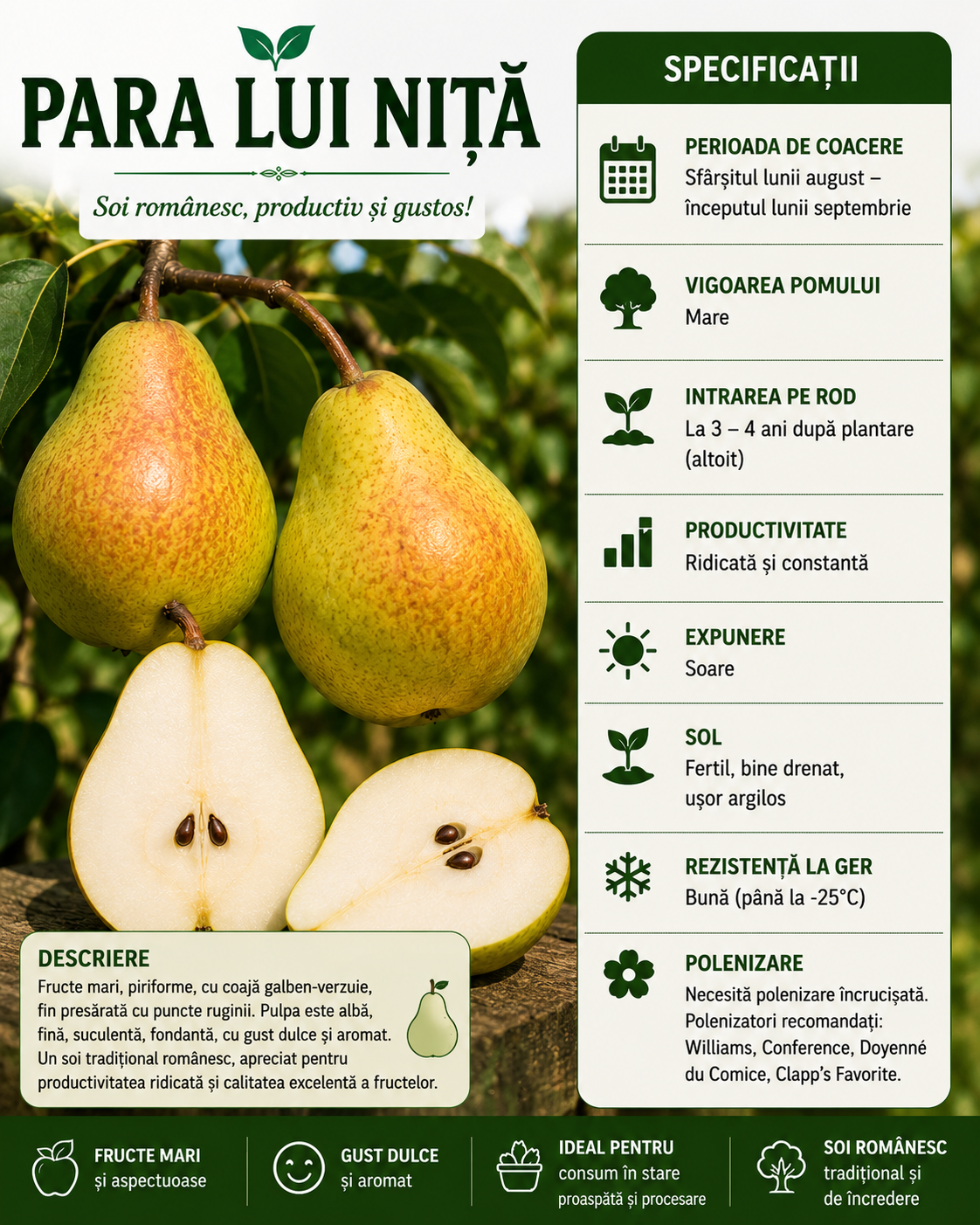 PĂR " PARA LUI NIȚĂ "