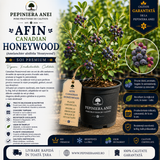 Afin Canadian Honeywood (Amelanchier alnifolia 'Honeywood')