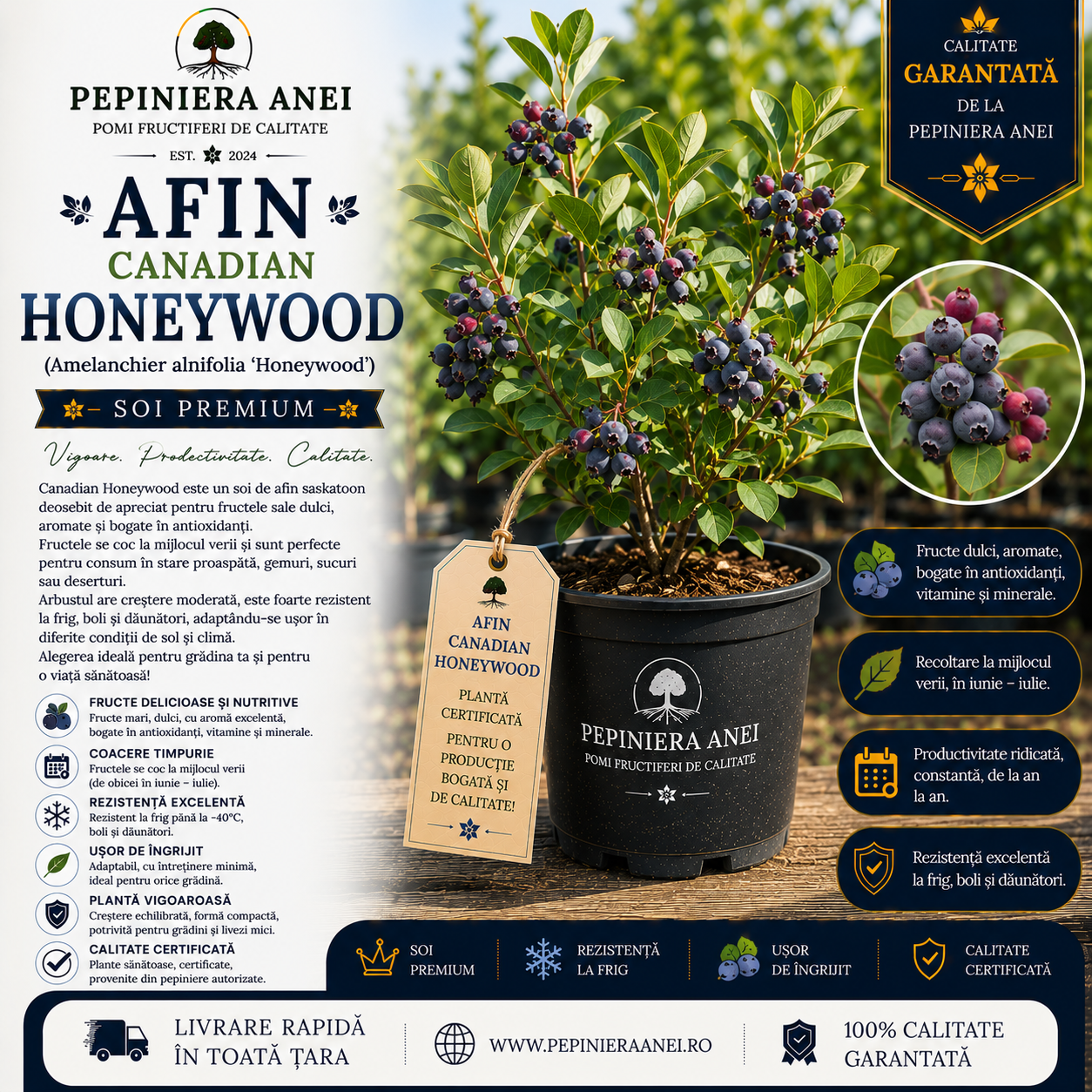 Afin Canadian Honeywood (Amelanchier alnifolia 'Honeywood')