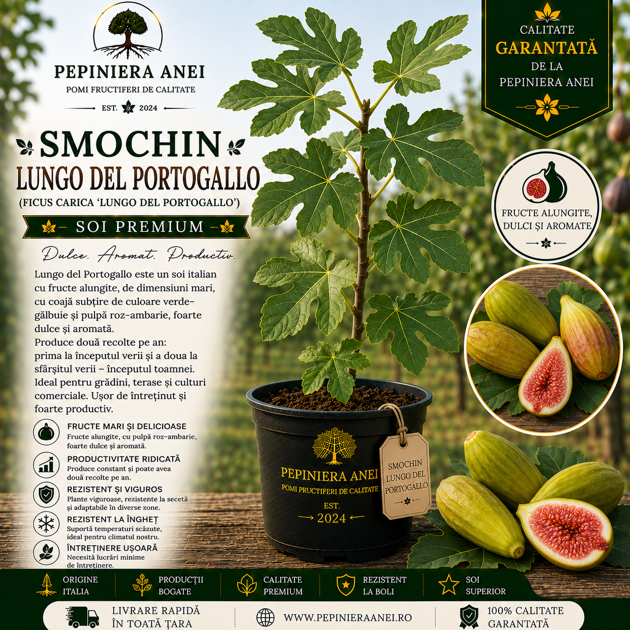 Smochin Lungo del Portogallo (Ficus carica 'Lungo del Portogallo')
