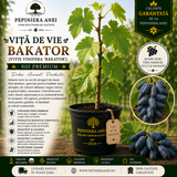 Viță de Vie Bakator (Vitis vinifera 'Bakator')