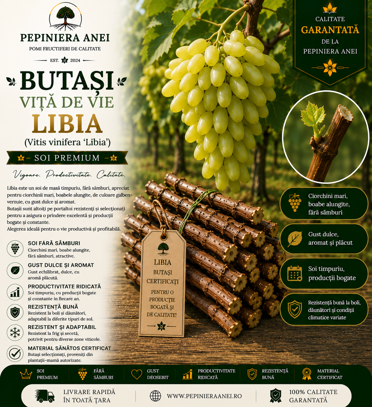 Butași Viță de Vie Libia (Vitis vinifera 'Libia')