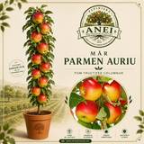Mar Parmen Auriu
