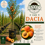 Cais – Dacia