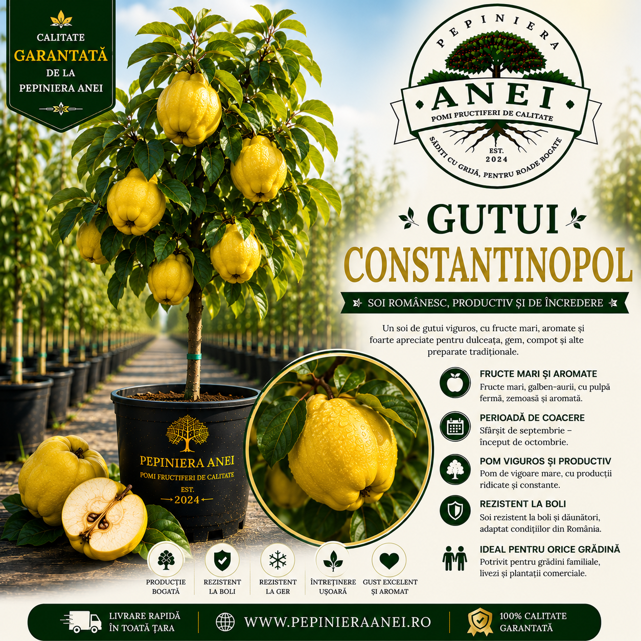 Gutui Constantinopol