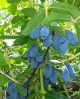 Afin Siberian Bogucharskaya (Lonicera caerulea 'Bogucharskaya')