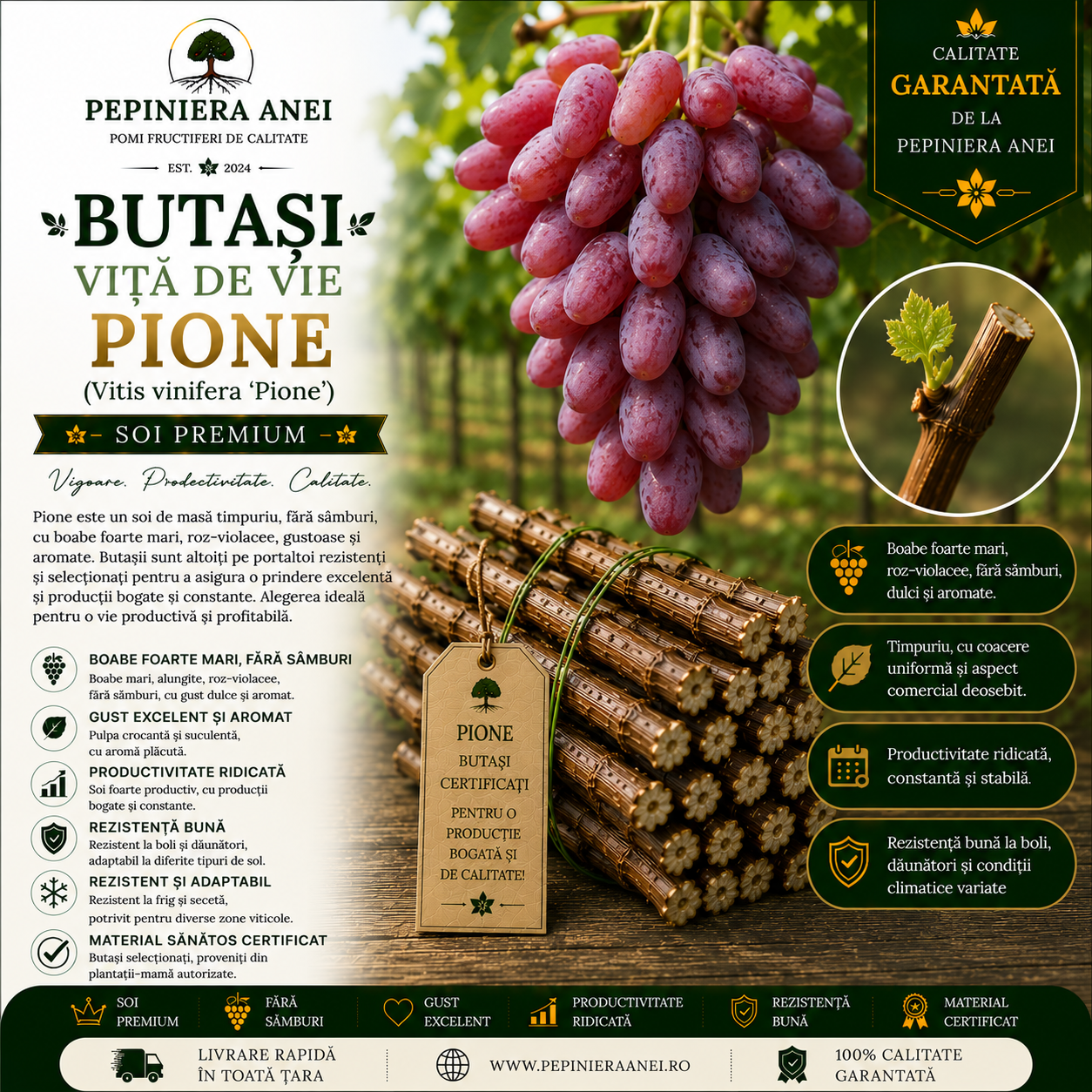 Butași Viță de Vie Pione (Vitis vinifera 'Pione')