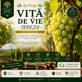 Butași Viță de Vie – Tereza