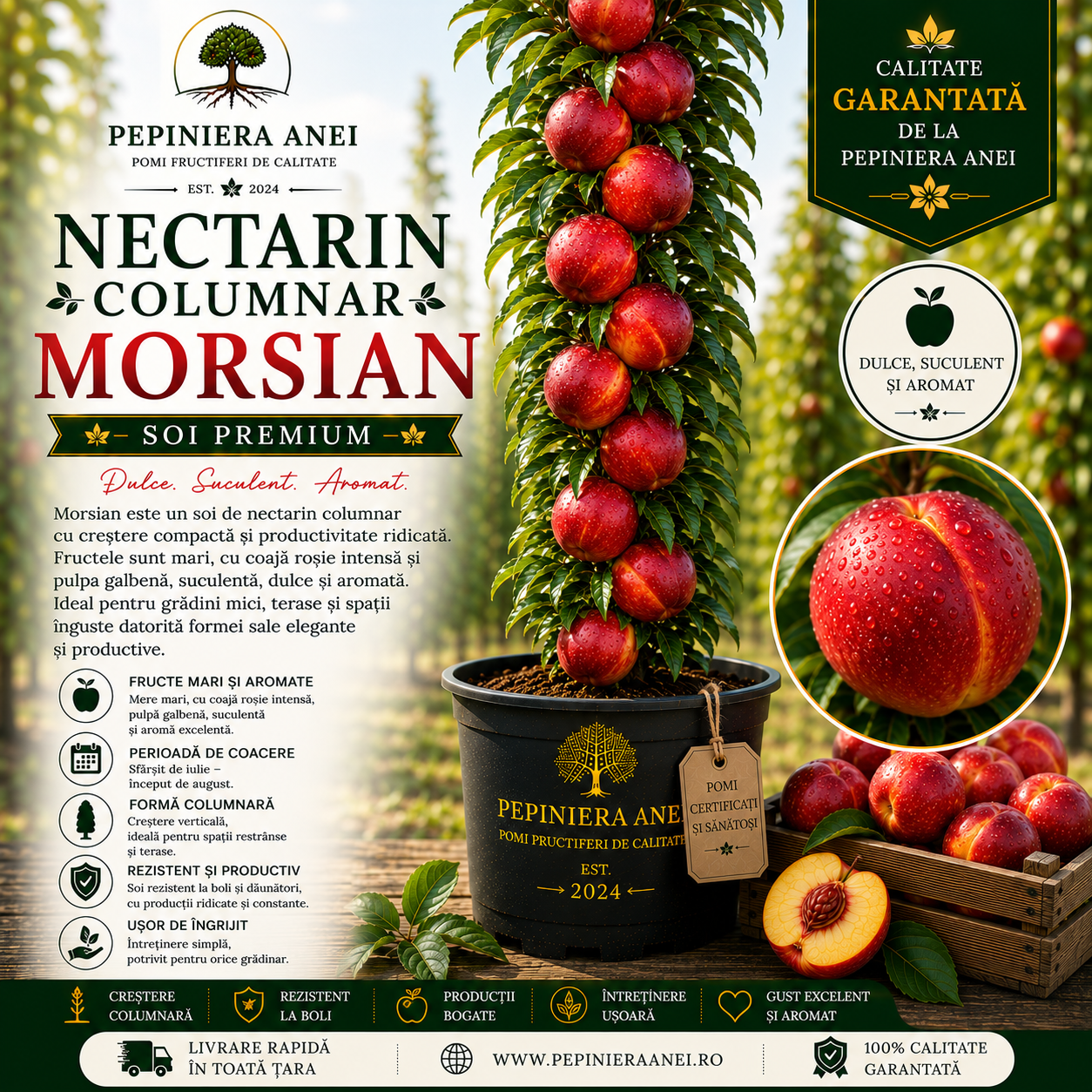 Nectarin Columnar – Morsian