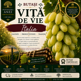 Butași Viță de Vie – Italia