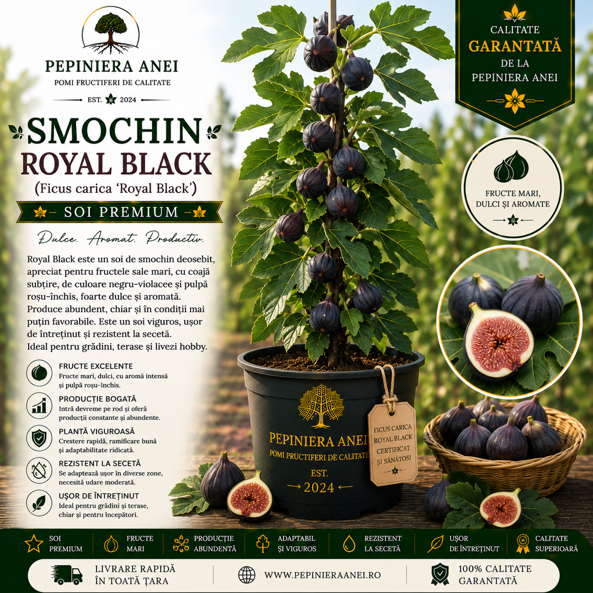 Smochin Royal Black (Ficus carica 'Royal Black')