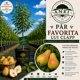 Par Favorita lui Clapp