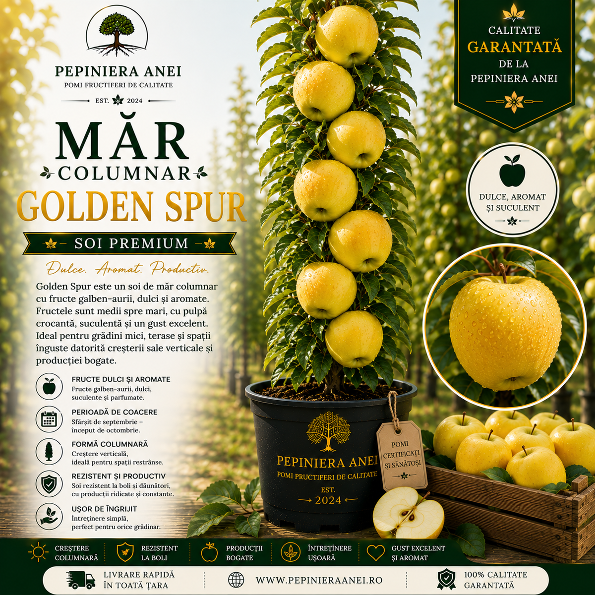 Măr Columnar – Golden Spur