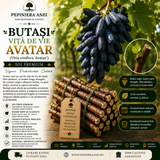 Butași Viță de Vie Avatar (Vitis vinifera 'Avatar')