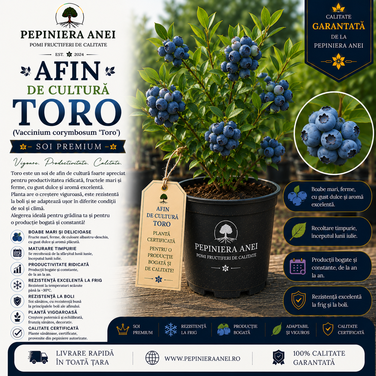 Afin de Cultură Toro (Vaccinium corymbosum 'Toro')