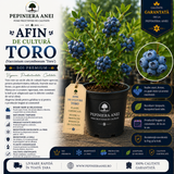Afin de Cultură Toro (Vaccinium corymbosum 'Toro')