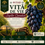 Butași Viță de Vie – Jupiter Canadice