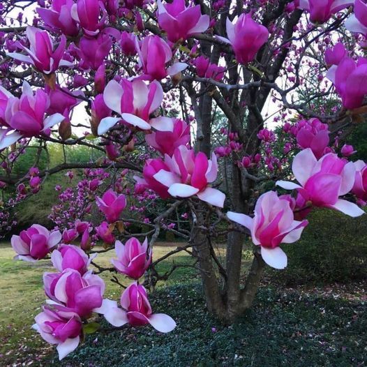 Magnolia Old Port (Magnolia 'Old Port') – Ghiveci, înălțime 80–100 cm