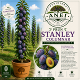 Prun Stanley Columnar