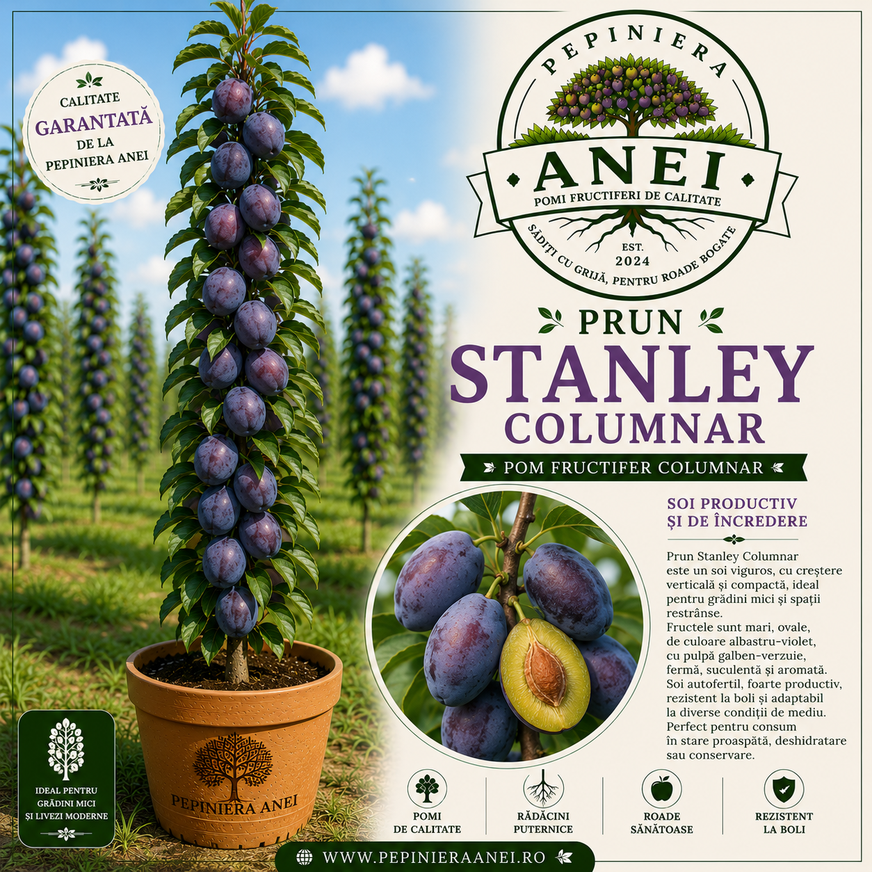 Prun Stanley Columnar